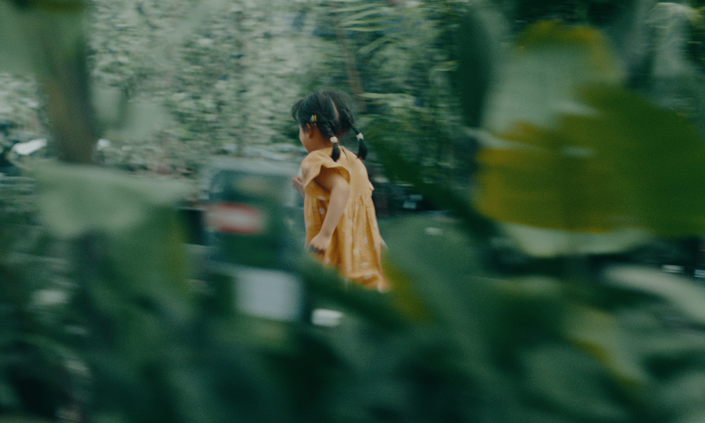 Chrysanthemum.png