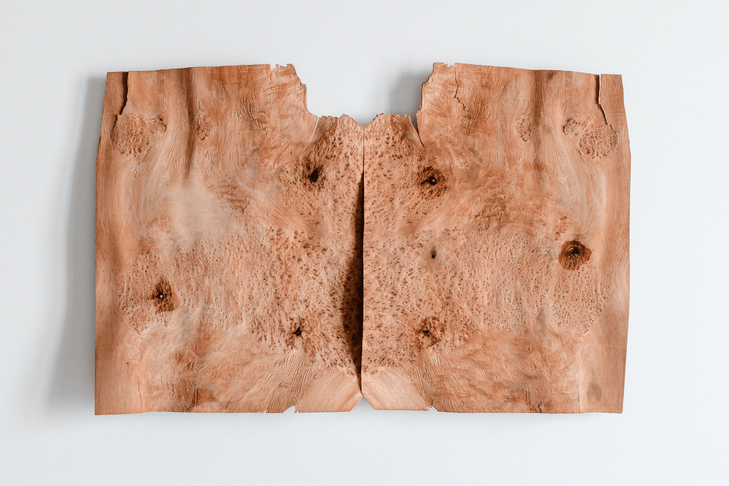 Ed Ritchie, 26 degrees (citronella), CoCA Toi Moroki, 2025. Photo by Owen Spargo, courtesy of the artist..png