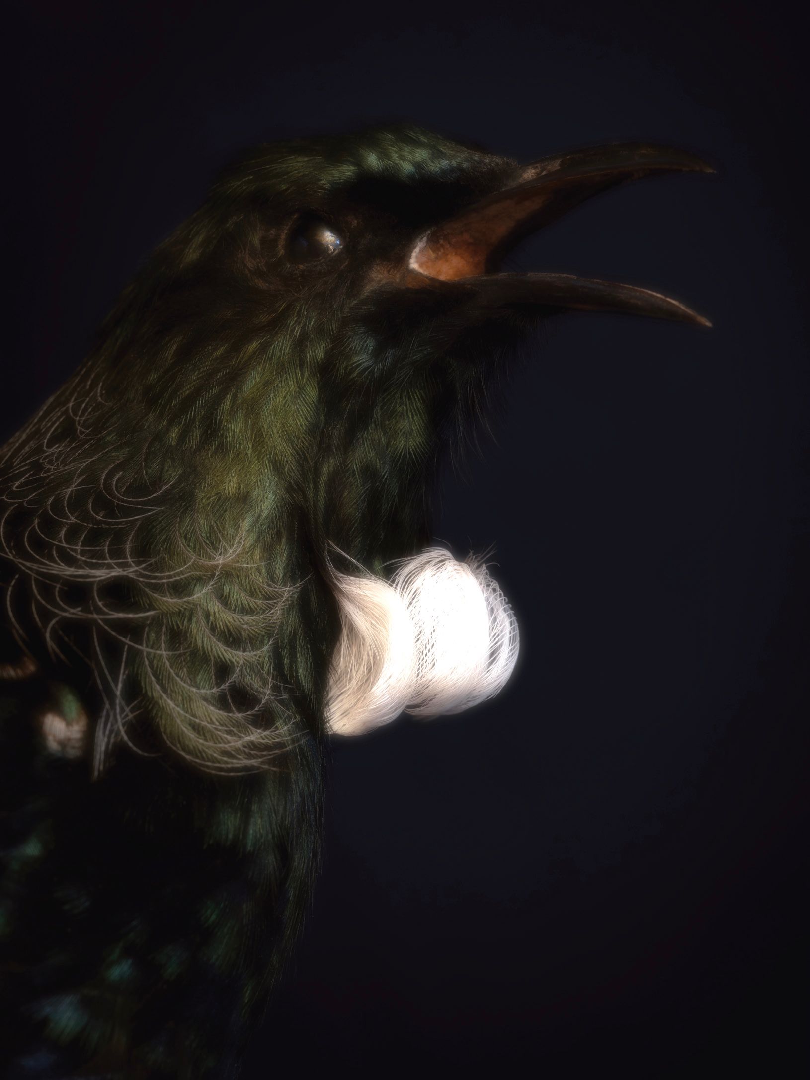 tui.jpg